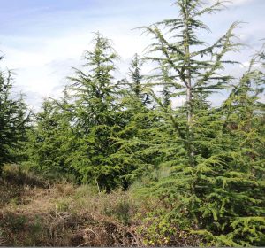 plantations-forestieres